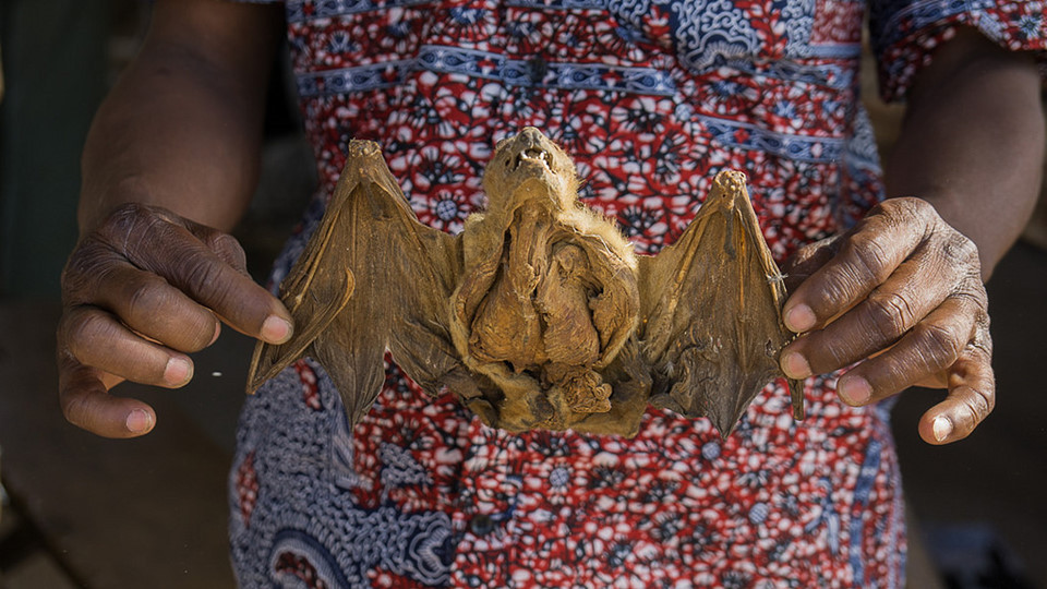 Ví dụ, chân tinh tinh và tay khỉ đột là phương thuốc hữu hiệu cho các thủ môn bóng đá. Sau khi dùng, họ sẽ trở nên khỏe mạnh và phản ứng nhanh nhạy.