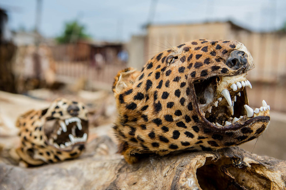 Người dân địa phương cho biết để bùa có tác dụng, thầy mo sẽ rạch lên ngực hoặc bụng của người bệnh 3 lần, sau đó xoa bột đen lên.