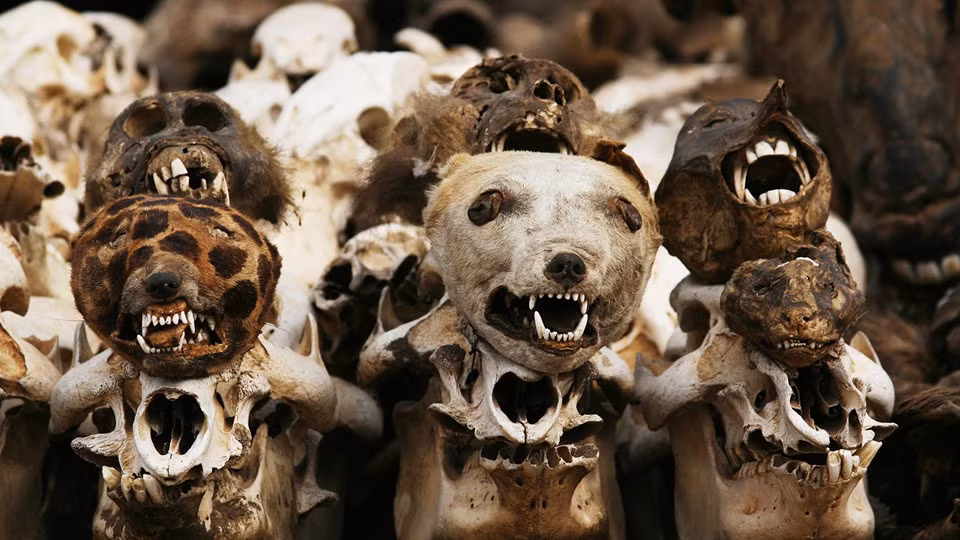 Người ta làm loại bột này bằng cách nghiền nát bộ phận của động vật, trộn cùng đất và thảo dược, sau đó đốt hỗn hợp này thành than đen. Tùy vào mục đích, bộ phận của động vật sử dụng để làm bùa sẽ khác nhau.