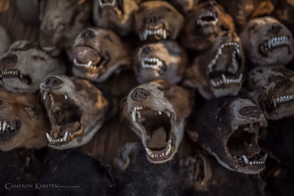 Ngay cả khi không có ý định mua đồ, các vị khách vẫn bất giác bước vào khu chợ Akodessewa Fetish và đắm chìm với các mặt hàng đầy ma lực.