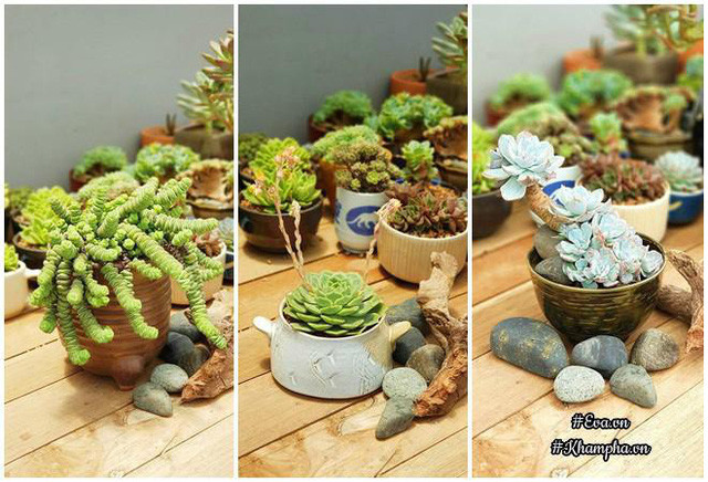 Khu vườn sen đá của anh Khánh.