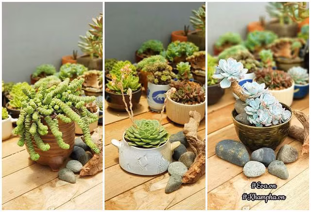 Khu vườn sen đá của anh Khánh.