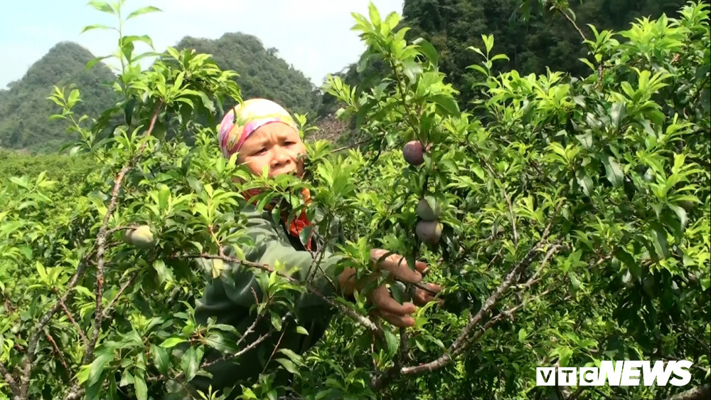 Bà Loan cho biết, từ khi thương hiệu mận Mộc Châu được ưa chuộng, gia đình bỏ công chăm sóc nên năng suất tốt hơn. Trận mưa đá vừa qua khiến năng suất vườn mận gia đình giảm nghiêm trọng, không biết có người mua nữa hay không.