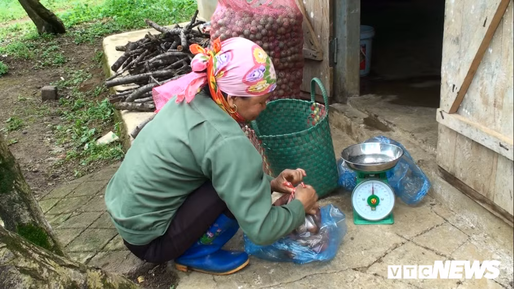 Hiện, giá mận xanh được thương lái thu mua khoảng 50.000 đồng/kg.