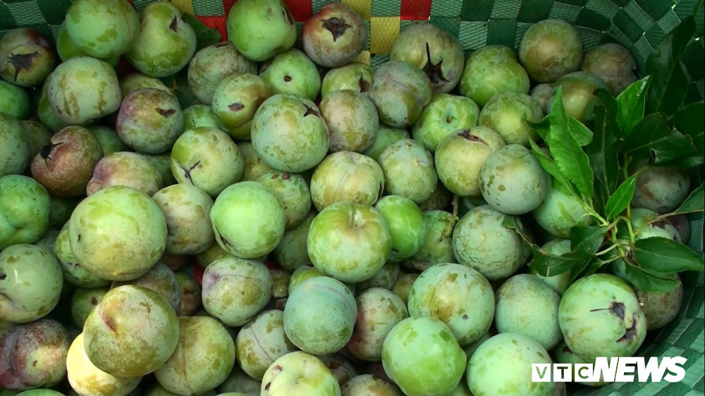 Tiếc của, nhiều hộ gia đình cũng như bà Loan ra vườn thu hoạch mận sẹo do mưa đá gây ra bán để gỡ vốn.