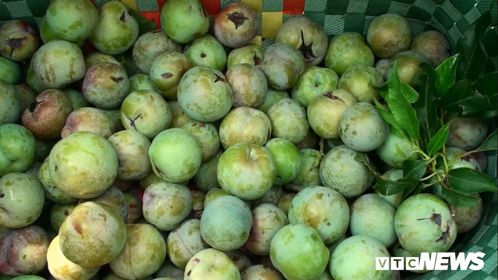 Tiếc của, nhiều hộ gia đình cũng như bà Loan ra vườn thu hoạch mận sẹo do mưa đá gây ra bán để gỡ vốn.