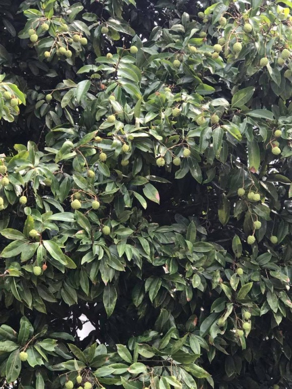 Ngoài hoa, Thu Huyền còn trồng cả cây ăn quả trong khuôn viên nhà.