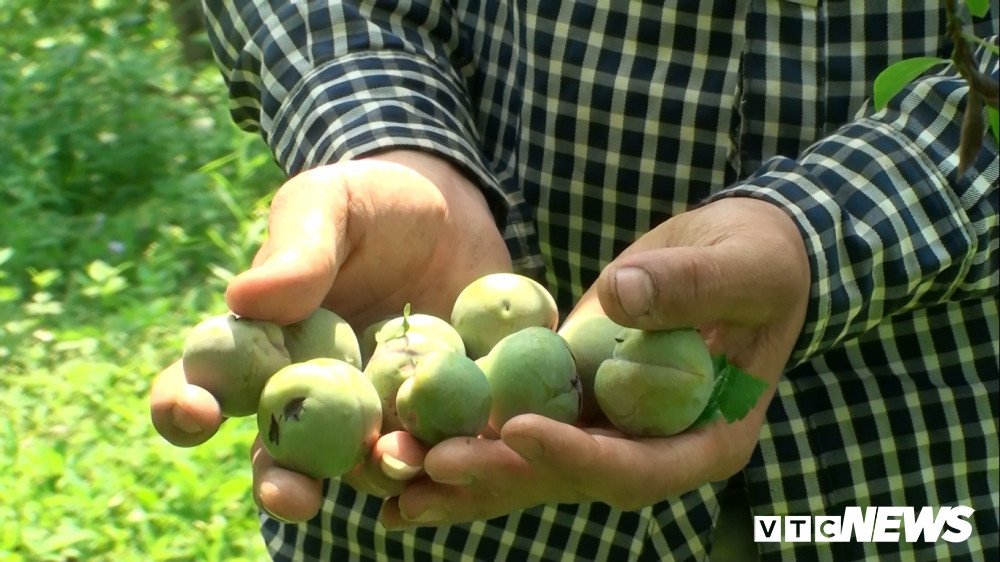 Đại diện Phòng Nông nghiệp huyện Mộc Châu cho biết, toàn huyện có 700 ha trồng mận, trong đó nhiều hộ dân thiệt hại tới 80% năng suất, chính quyền sẽ hỗ trợ 4 triệu đồng/ha cho hộ gia đình bị thiệt hại. Do mất mùa nên năm nay lễ hội hái quả vào cuối tháng 5 sẽ không tổ chức.