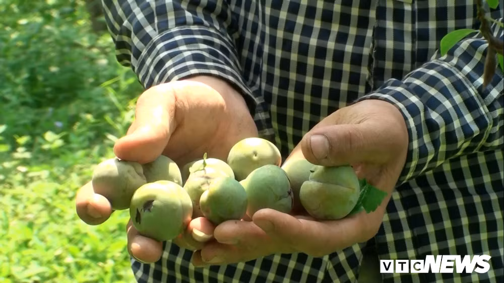 Đại diện Phòng Nông nghiệp huyện Mộc Châu cho biết, toàn huyện có 700 ha trồng mận, trong đó nhiều hộ dân thiệt hại tới 80% năng suất, chính quyền sẽ hỗ trợ 4 triệu đồng/ha cho hộ gia đình bị thiệt hại. Do mất mùa nên năm nay lễ hội hái quả vào cuối tháng 5 sẽ không tổ chức.