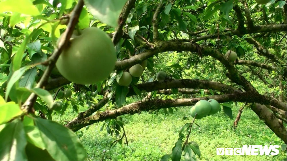 Do ảnh hưởng của trận mưa đá giữa tháng 4 nên mận non rơi rụng, quả còn lại đậu trên cây thưa thớt.