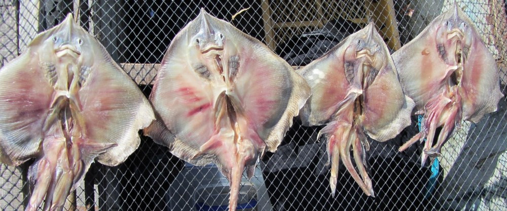 Cá đuối lên men Món ăn đặc biệt này của người Hàn Quốc được xếp vào danh sách những món ăn có mùi vị khó chịu nhất hành tin. Thịt cá đuối sau khi được làm sạch rồi để lên men tự nhiên trong hũ đậy kín khoảng 1 tuần. Nhiều người khi thưởng thức đặc sản Hàn Quốc đã nhận xét rằng mùi của món ăn này giống như… mùi của toilet. Mùi vị khó chịu này không chỉ “để lại vết tích” trong miệng sau khi ăn, mà còn ám vào quần áo, tóc và da của bạn.