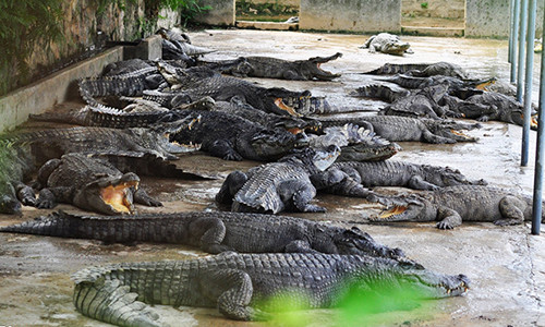 Cá sấu được nuôi với số lượng lớn ở trại Cổ Hữu Tâm (xã Phú Ngọc, huyện Định Quán, Đồng Nai). Ảnh: Ngọc An.