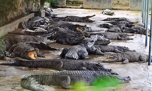 Cá sấu được nuôi với số lượng lớn ở trại Cổ Hữu Tâm (xã Phú Ngọc, huyện Định Quán, Đồng Nai). Ảnh: Ngọc An.