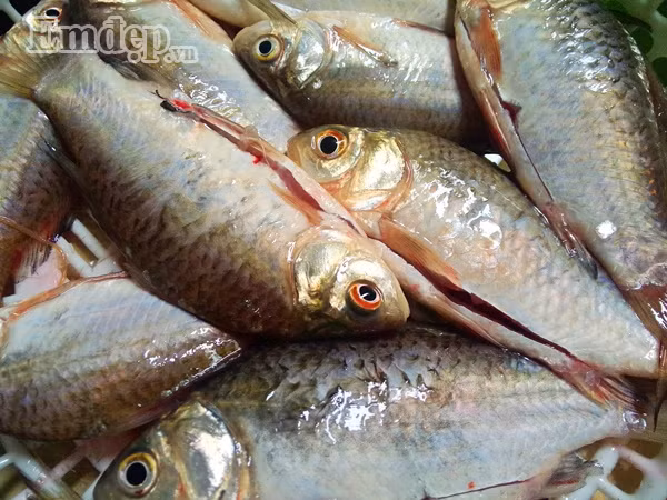 Cách làm món cá riếc xiên nướng như sau: Bước 1: Cá riếc mua về đánh sạch vảy, rửa sạch, mổ moi hết ruột rồi để ráo.