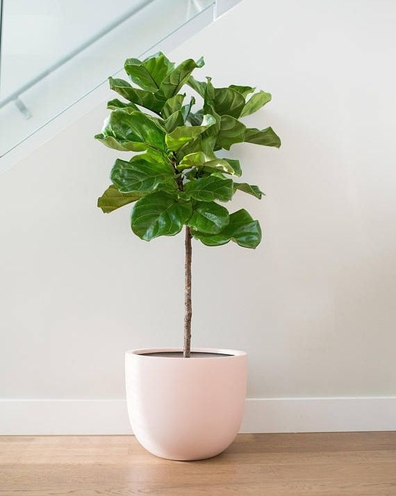 Chiếc bình gốm với màu sắc trắng tinh tế rất phù hợp với không gian màu trung tính.