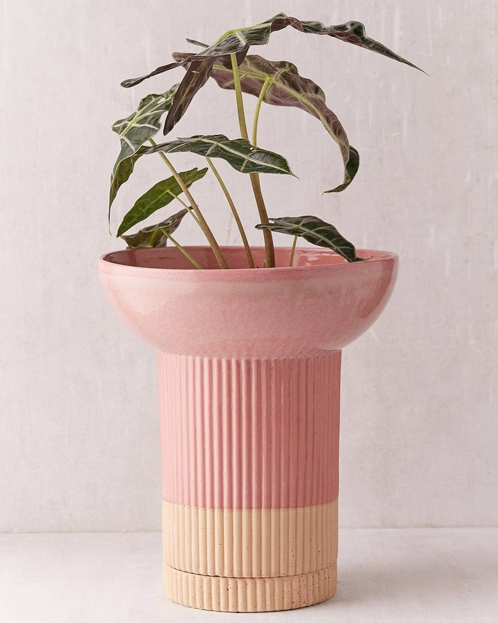 Chiếc bình màu hồng pastel với kiểu dáng nhẹ nhàng, đầy kiêu hành là sự lựa chọn của nhiều chủ nhà.