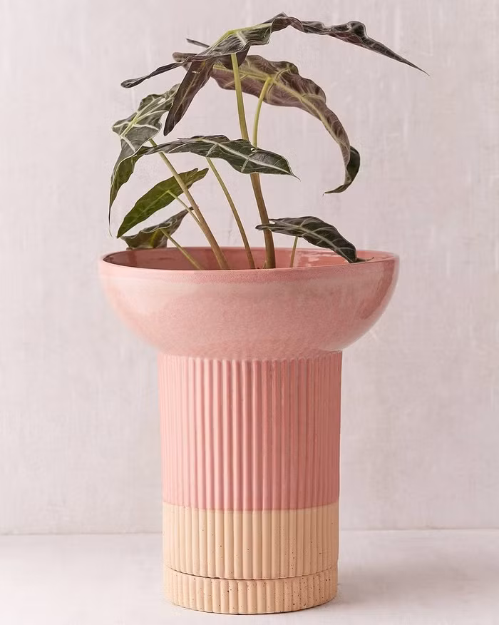 Chiếc bình màu hồng pastel với kiểu dáng nhẹ nhàng, đầy kiêu hành là sự lựa chọn của nhiều chủ nhà.