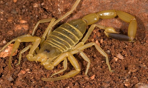 Noc doc bo cap tu than: Chat long dat do nhat hanh tinh