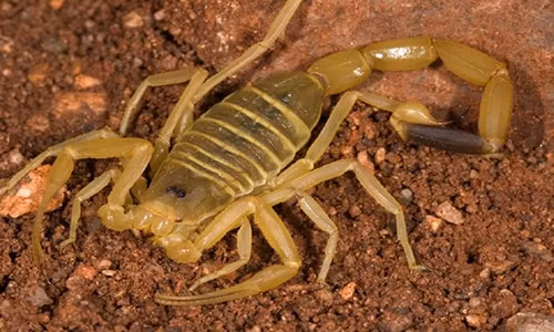 Nọc độc bò cạp tử thần: Chất lỏng đắt đỏ nhất hành tinh Noc doc bo cap tu than: Chat long dat do nhat hanh tinh