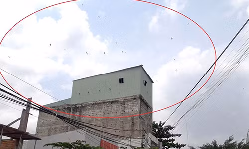 Một nhà nuôi chim yến ở phường An Hòa (TP.Rạch Giá) gây bức xúc cho hộ dân xung quanh. Ảnh: Trần Tuấn.