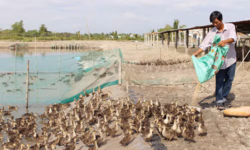 Anh Ngô Hồng Thứ đầu tư mở rộng trang trại nuôi vịt trời theo hướng sản xuất sạch.