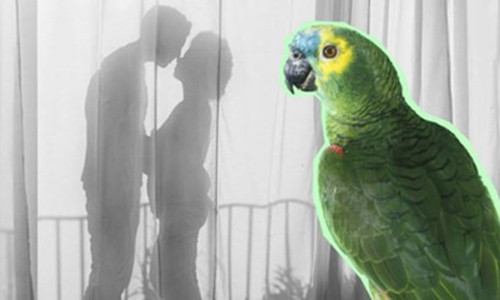 Ông chủ lộ chuyện trăng hoa với osin vì con vật cưng nuôi trong nhà Ong chu lo chuyen trang hoa voi osin vi con vat cung nuoi trong nha