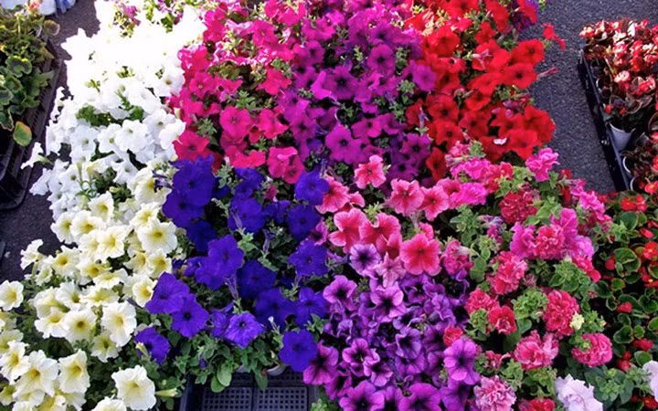 Hoa dạ yến thảo trông khá bắt mắt.