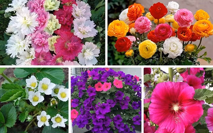 Thị trường hoa Tết năm nay có nhiều loại hoa lạ, đẹp mắt, giá lại phải chăng, trong đó có hoa dạ yến thảo, mãn đình hồng, mao lương, dây tây...