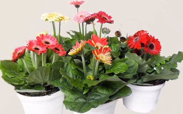 Hoa cúc đồng tiền mini cũng đang hút khách.