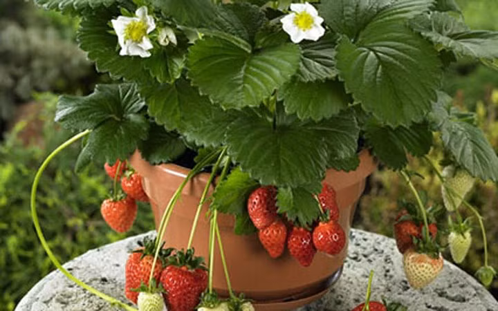 Mỗi chậu dâu Tây được đưa từ Đà Lạt hoặc Sapa về Hà Nội bán với giá từ 150 - 300 nghìn đồng.