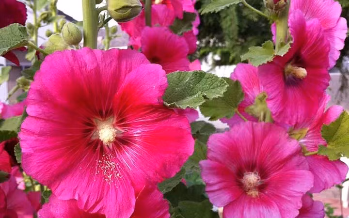 Mãn đình hồng đang là loài hoa "ăn khách" mùa Tết năm nay.