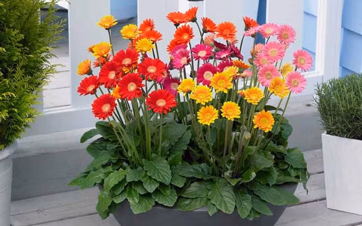 Mỗi chậu cúc đồng tiền mini giá cũng chỉ từ 100 - 200 nghìn đồng.