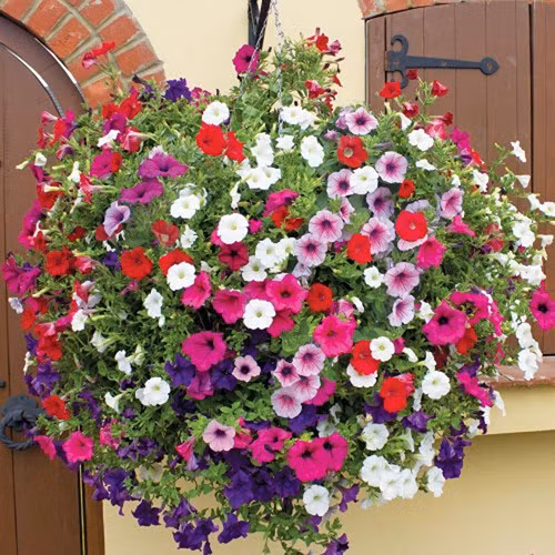 Loài hoa này có rất nhiều màu sắc sặc sỡ.