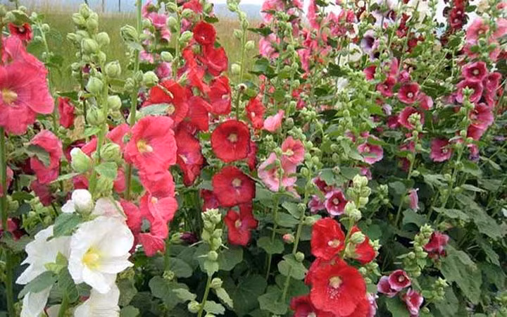 Loài hoa màu sắc rực rỡ này có giá khá "mềm", chỉ vài chục nghìn đồng một cây.