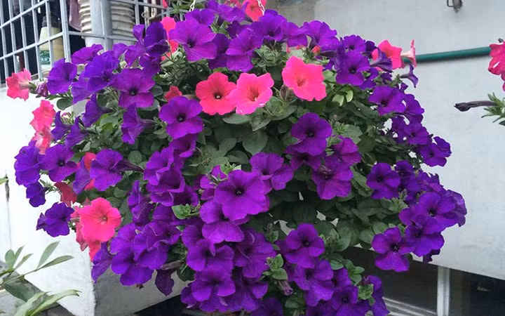 Giá mỗi chậu hoa dạ yến thảo dao động từ vài chục nghìn đến vài trăm nghìn đồng.