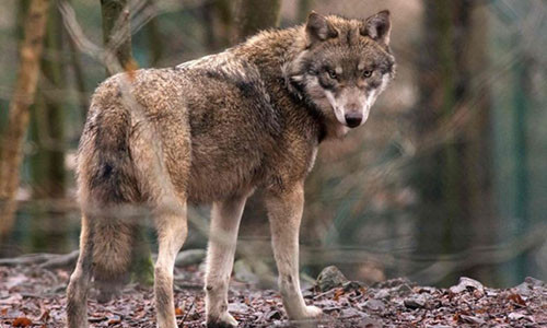 Một con chó sói trong vườn thú ở Đức. Ảnh minh hoạ: AFP.