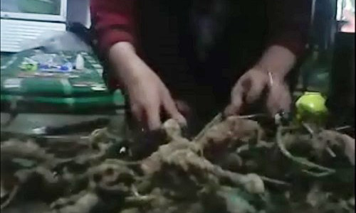 Sâm Ngọc Linh giả được đổ ra sàn như đống khoai.