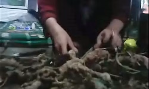 Sâm Ngọc Linh giả được đổ ra sàn như đống khoai.