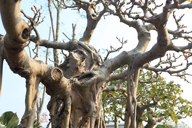 Theo ông Lộc, cây đẹp ai cũng có thể cảm nhận được ít nhiều giá trị văn hóa nghệ thuật kinh tế của nó. . Mặc dù không có ý định bán lúc này vì phải 2 năm nữa nó mới đặt đến đỉnh cao thực sự của nó nhưng có rất nhiều người quan tâm trả giá.