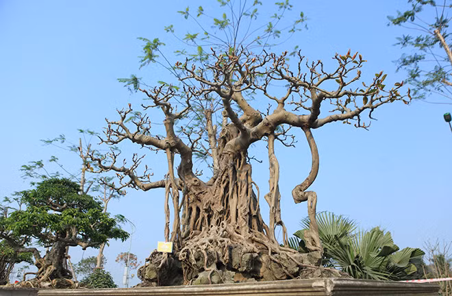 Để cây đẹp hoàn hảo, ông Lộc đã mất rất nhiều thời gian, đục, uốn nắn sao cho dáng cây nhìn ưng mắt nhất…