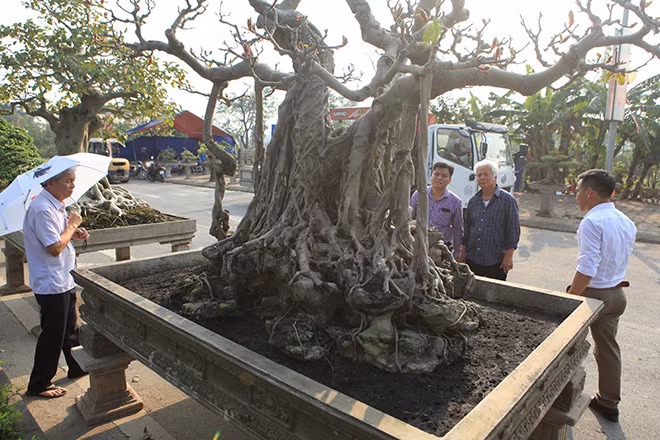 "Quả thật tôi có duyên với tác phẩm này nên càng chơi mình càng thích và nó đẹp lên theo năm tháng", chủ nhân của tác phẩm chia sẻ.