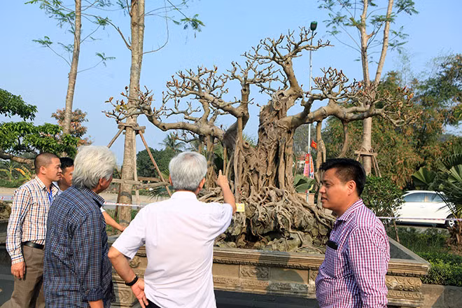 Từ sự hấp dẫn của nó, chúng tôi đã tìm đến chủ nhân của nó để tìm hiểu về quá trình chăm sóc, đặc tính cũng như giá trị của nó. Ông Lộc cho biết: "Tôi mua tác phẩm này 14 năm về trước của một người trong làng cây với giá là 6 cây vàng”.