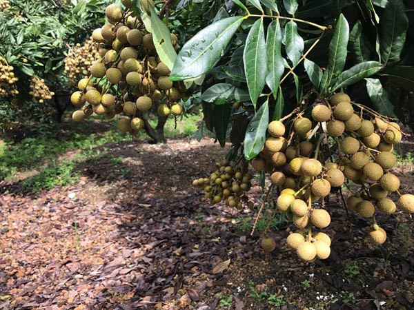 Vat va 1-2 thang, thu nhap du an ca nam nho nghe nay