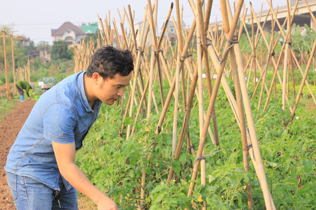 Anh Trần Phúc Quỳnh bên những luống cà chua đang chuẩn bị cho quả. Ảnh: A.T