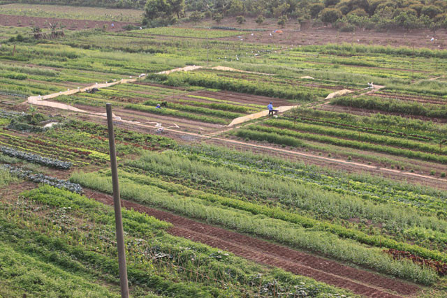 Toàn cảnh khu vườn nhìn từ trên cao. Ảnh: A.T