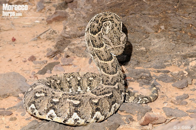 Rắn hổ phì có kích thước khá khiêm tốn, chỉ dài khoảng một mét.