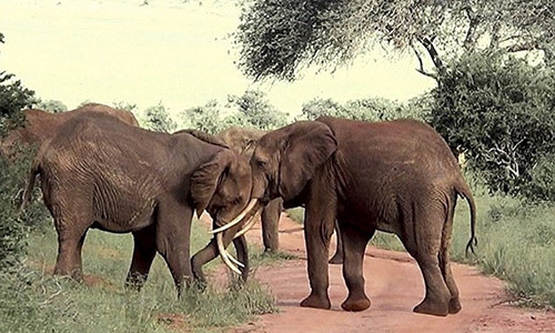 Ảnh cắt từ clip.