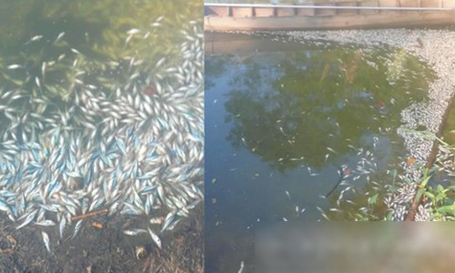 Cá chết trắng ở ao cá tiền tỷ.