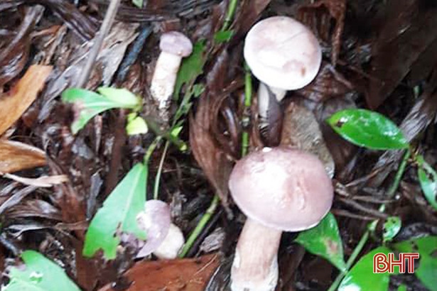 Nấm tràm mọc lên từ mùn của lá và vỏ cây tràm rụng.