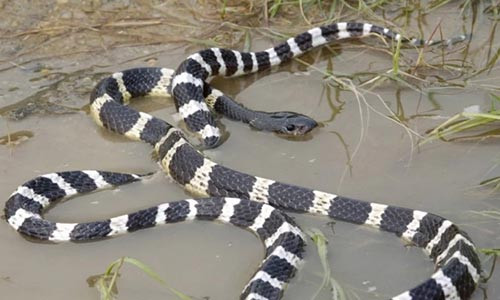 Mua ran cuc doc ve tu tu nhung phut cuoi ban nang troi day